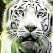 Big Cat Rescue Megaways: Selvaggio