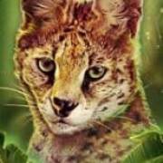 Big Cat Rescue Megaways: Lince