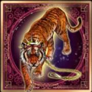 Burlesque Show: Tigre