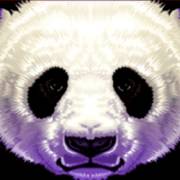 China Shores: Selvaggio