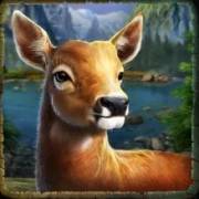 Cougar Cash: Cervo