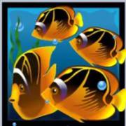 Dolphin’s Pearl: Pesce