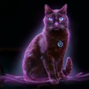 Halloween Wins 2: Gatto