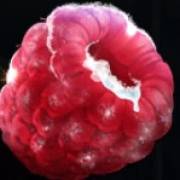 Ice Cold Fruits: Lampone