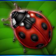 Lovely Lady Deluxe: Coccinella