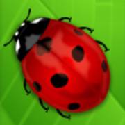 Lovely Lady: Coccinella