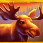 Money Moose: Cervo
