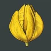 Mystery Garden: Germoglio giallo