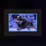 Mythic Wolf Sacred Moon: Lupo nero