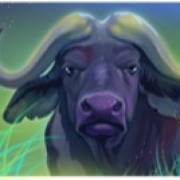 Safari Dream: bufalo