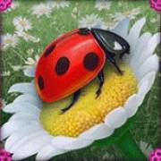Serendipity: Coccinella