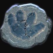 Spinosaurus: Impronte di triceratopo