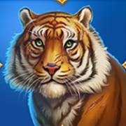Tiger Tiger: Tigre dell'Amur