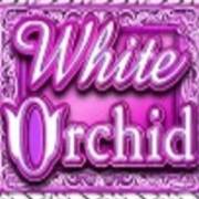 White Orchid: Orchidea bianca
