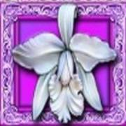 White Orchid: Orchidea
