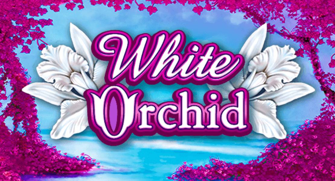 White Orchid