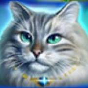 Wild Hearts: Gatto dagli occhi blu