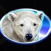Wild Penguin: Orso