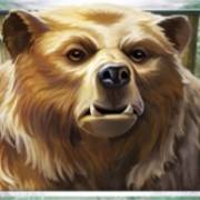 Wild Tundra: Orso