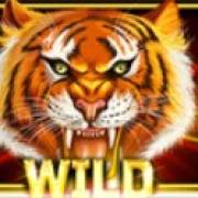 Year of the Tiger: Selvaggio