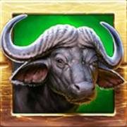 Zulu Gold: bufalo