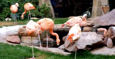 Flamingo Hotel and Casino Las Vegas: Fenicottero